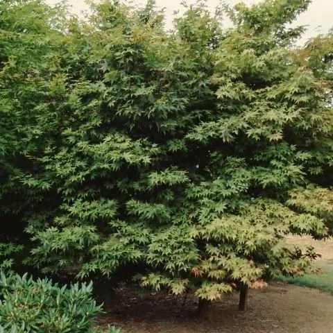 thumbnail for publication: Acer palmatum 'Bloodgood' Bloodgood Japanese Maple